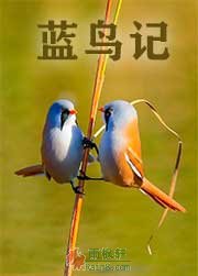蓝鸟记