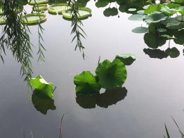 不能爱你到永远