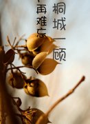 桐城一顾，再难忘